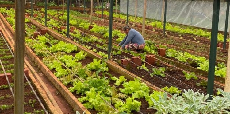 organicos