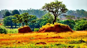 Cerrado terá comitê para acompanhar preservação .Grupo multissetorial terá a missão de fortalece núcleos protegidos próximos às áreas urbanas preservação Cerrado terá comitê para acompanhar preservação .Grupo multissetorial terá a missão de fortalece núcleos protegidos próximos às áreas urbanas preservação