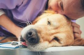 Hospital Veterinário fez 81 mil atendimentos no 1º semestre.
