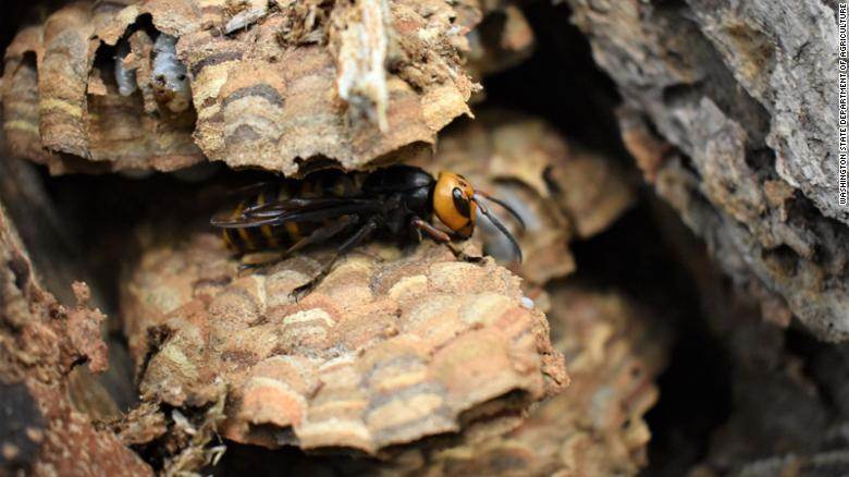 210826170916-murder-hornet-nest-washington-08-25-2021-exlarge-169