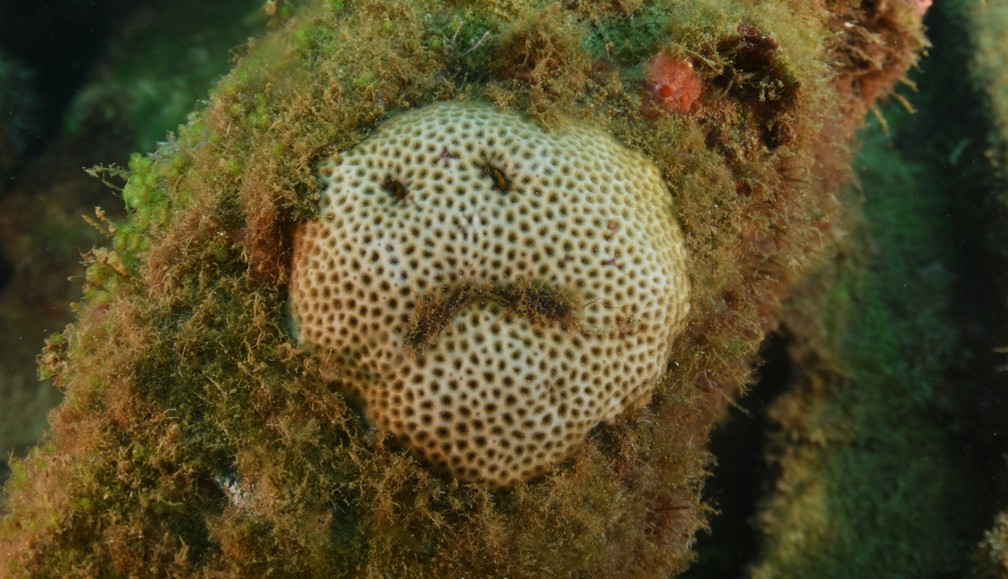 coral-tiste-roberta-viegas