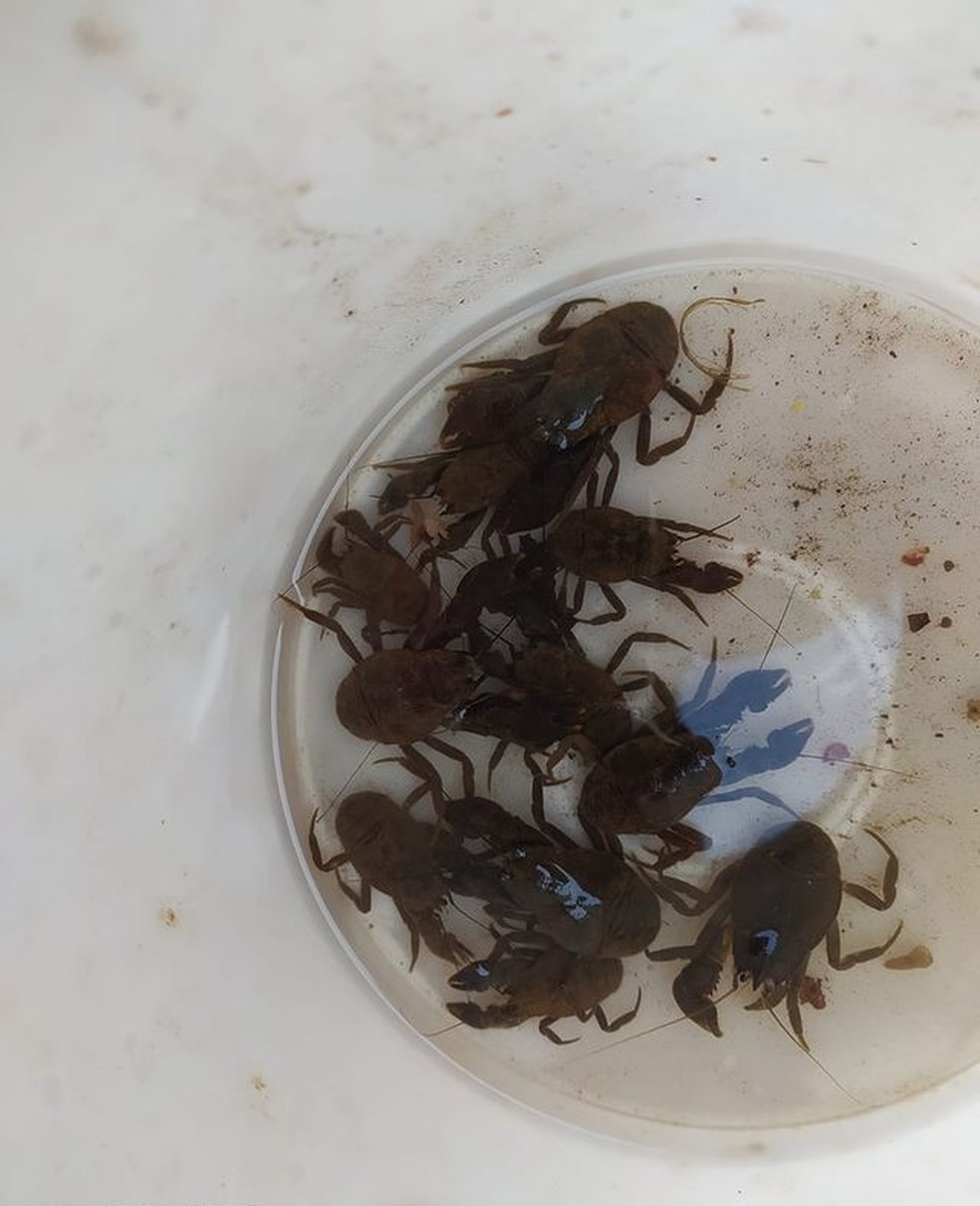 crustaceos