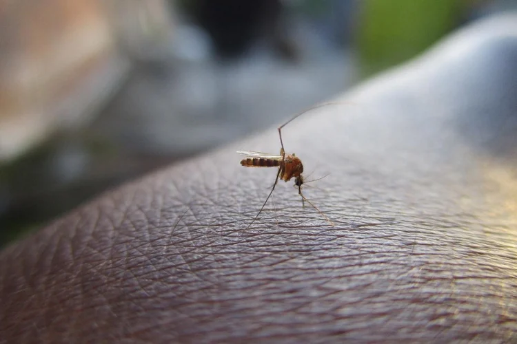 dengue-mosquito-750x500 (1)