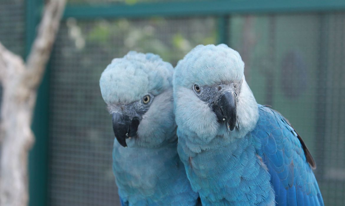 ave_cyanopsitta_spixii_ararinha_azul_foto_camile_ugarini (1)