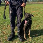 Cachorros vira-latas resgatados são adotados após treinamento com PMDF