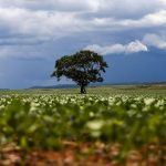Aumento de morte de crianças por leucemia é associada à expansão da soja no Brasil
