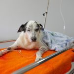 Programa de Castração de Cães e Gatos evita superpopulação de animais