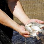 Cooperação entre GDF e UnB vai fortalecer programas de criação de peixes