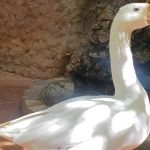 Ganso Bené recebe companheira no Zoológico de Brasília