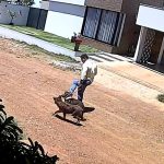 Saiba quem é o suspeito de chutar cachorro em adestramento no DF