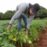 Regulamentada lei que cria assentamentos para trabalhadores rurais