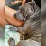 Execução de cachorro: vice-presidente da CLDF pede esclarecimento à PM