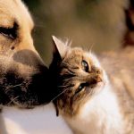Novas vagas para castração gratuita de cães e gatos serão abertas pelo Agenda-DF