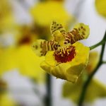 Depois de quatro anos, DF recebe a 8ª FestFlor Brasil