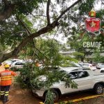 CBMDF realiza corte emergencial para retirar galhos de cima de carros