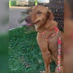 Shopping do DF fará feira de adoção de cães e gatos neste sábado