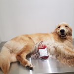 Aprovados na CLDF: Campanha de Doação de Sangue para Pets e Dia de Combate ao Tráfico de Animais Silvestres