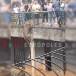 Vídeo: onça escala parede e quase foge de fosso no Zoo de Brasília