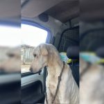 Trio de cães amarga maus-tratos, fome e sede no DF. Um morreu no Natal