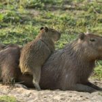 DF ganha Dia de Combate ao Tráfico de Animais Silvestres