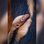 Filhote de tamanduá do zoo recebe novo nome após votação. Confira qual