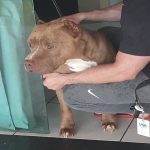 Pit-bulls que atacaram criança e cadela são apreendidos pela PCDF