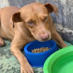 Voluntários que acolhem cachorros de rua no Entorno sofrem ameaças