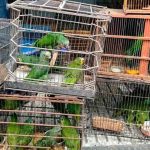 Sancionada lei que que cria o Dia de Combate ao Tráfico de Animais Silvestres
