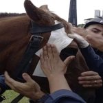 De volta às ruas: saiba como está o cavalo da PM atacado no 8/1. Vídeo