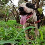 Vídeo: resgatado pela PCDF, cãozinho Hulk está disponível para adoção