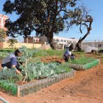 Programa de agricultura urbana contribui para a segurança alimentar