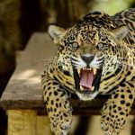 Onça vira celebridade no Zoológico de Brasília