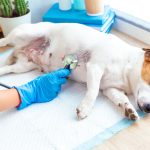 Check-up Pet: exames preventivos ajudam a manter a saúde dos animais de estimação em dia