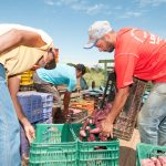 Compras do Programa de Aquisição de Alimentos beneficiam 968 agricultores