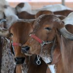 Portaria estabelece medidas rigorosas para controle da raiva em herbívoros