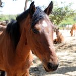 Exames de mormo em animais não microchipados podem ser feitos até março
