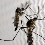 Saiba o que é mito e o que é verdade sobre a dengue
