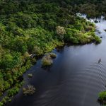 Amazônia, como o corpo humano, pode ter falência múltipla de órgãos