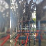Moradores criticam serviço de poda em árvore tradicional na Asa Norte