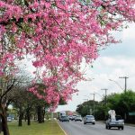 Quadradinho florido: veja as espécies que colorem o DF durante o ano
