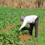 Agricultura familiar fortalecida nas escolas e na mesa de quem precisa
