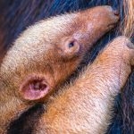 Zoológico celebra o nascimento de 15 animais em quatro meses