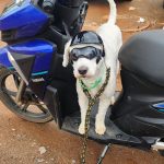 Motociclista que transportava cachorro de óculos e de capacete é autuado