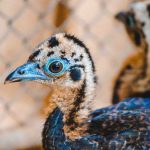 Público decide nomes para filhotes de jacutinga do Zoológico de Brasília