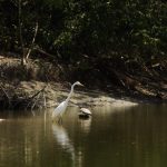 Pássaros em parques ecológicos são tema de palestra