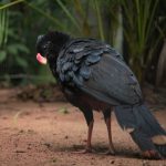 Zoológico recebe casais de mutum-de-alagoas em iniciativa de conservação
