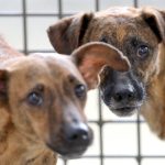 Campanha de castração de pets abre inscrições