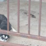 Vídeo: PCDF resgata quatro cães deixados em situação de maus-tratos