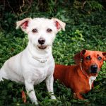 Evento no Eixão terá doações a abrigo que acolhe cães e gatos de rua
