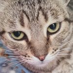 Feira de Adoção Pet no DF Plaza Shopping acontece neste sábado (16)